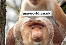monkey type